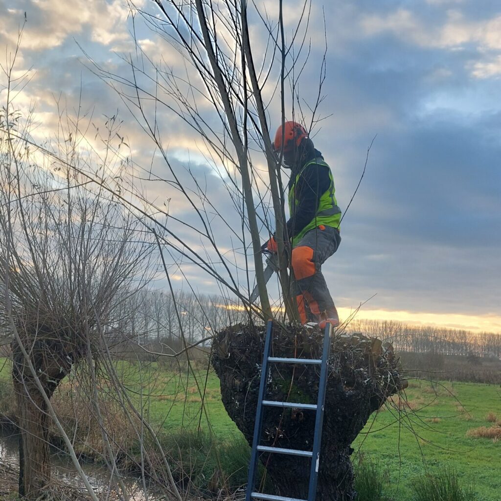 De helft van de 550 bomen werden geknot, de andere kort gezet voor het doorrijprofiel